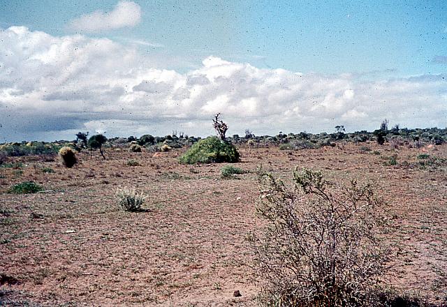 sdhn-1-265