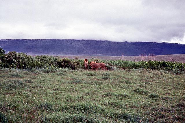 sdho-2-082