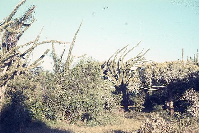 sdhp-1-010
