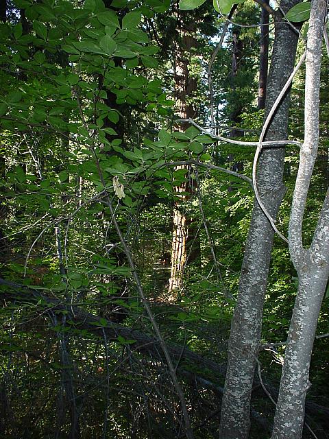 DSC00211