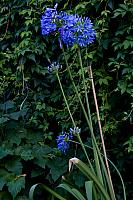 juillet 2010, jardin