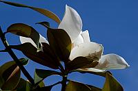 juillet 2010, magnolia